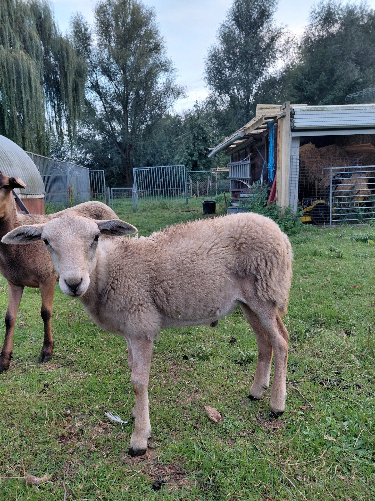 2 rammen