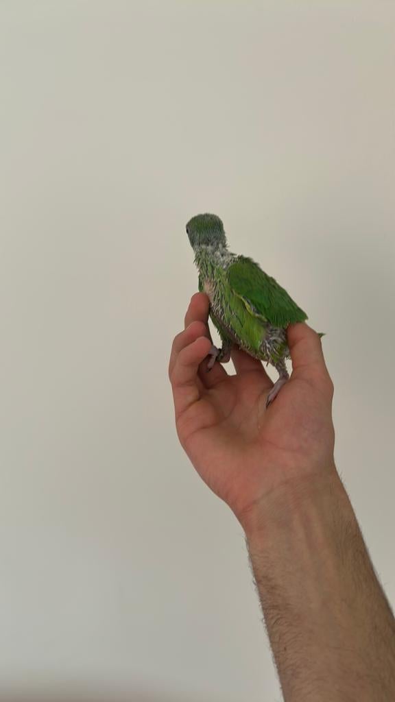 Halsbandparkiet, Dieren en Toebehoren, Vogels | Parkieten en Papegaaien