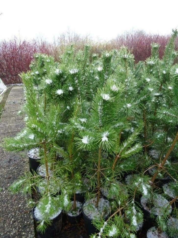 Grove Den Pinus Sylvestris 50-60 cm in Pot, Ophalen of Verzenden, In pot