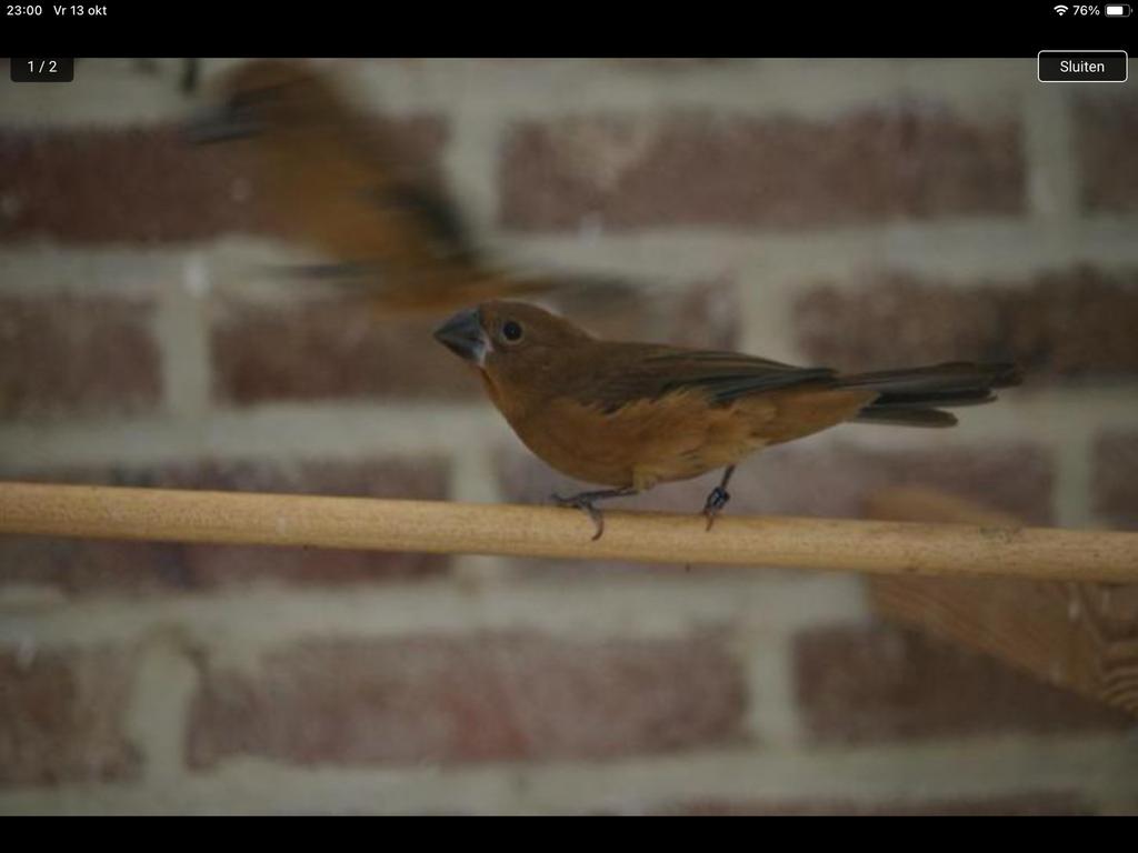 Blauwe braziliaanse bisschop pop., Dieren en Toebehoren, Vrouwelijk, Tropenvogel, Geringd