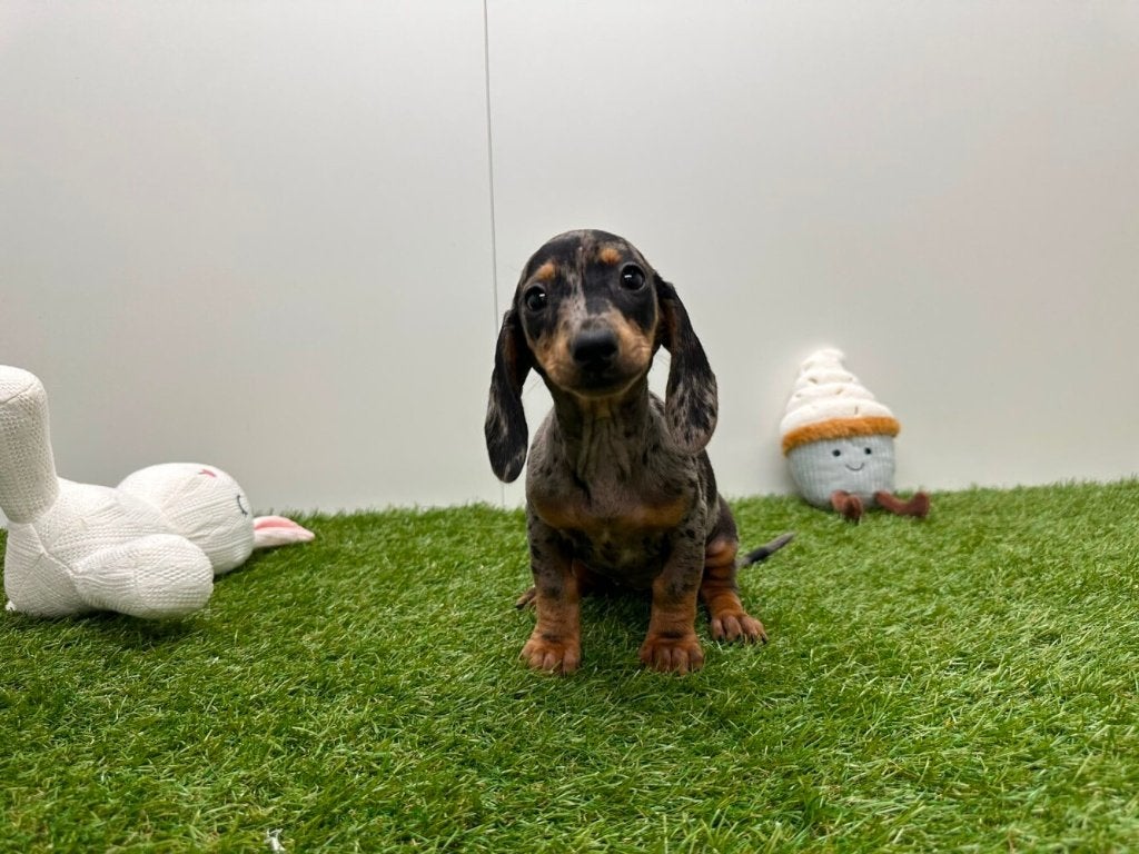 Gladharige Dwergteckel pups, België, 8 tot 15 weken, Korthaar, Dwerg
