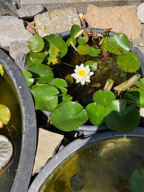 waterlelies allerlei kleuren, Tuin en Terras, Ophalen