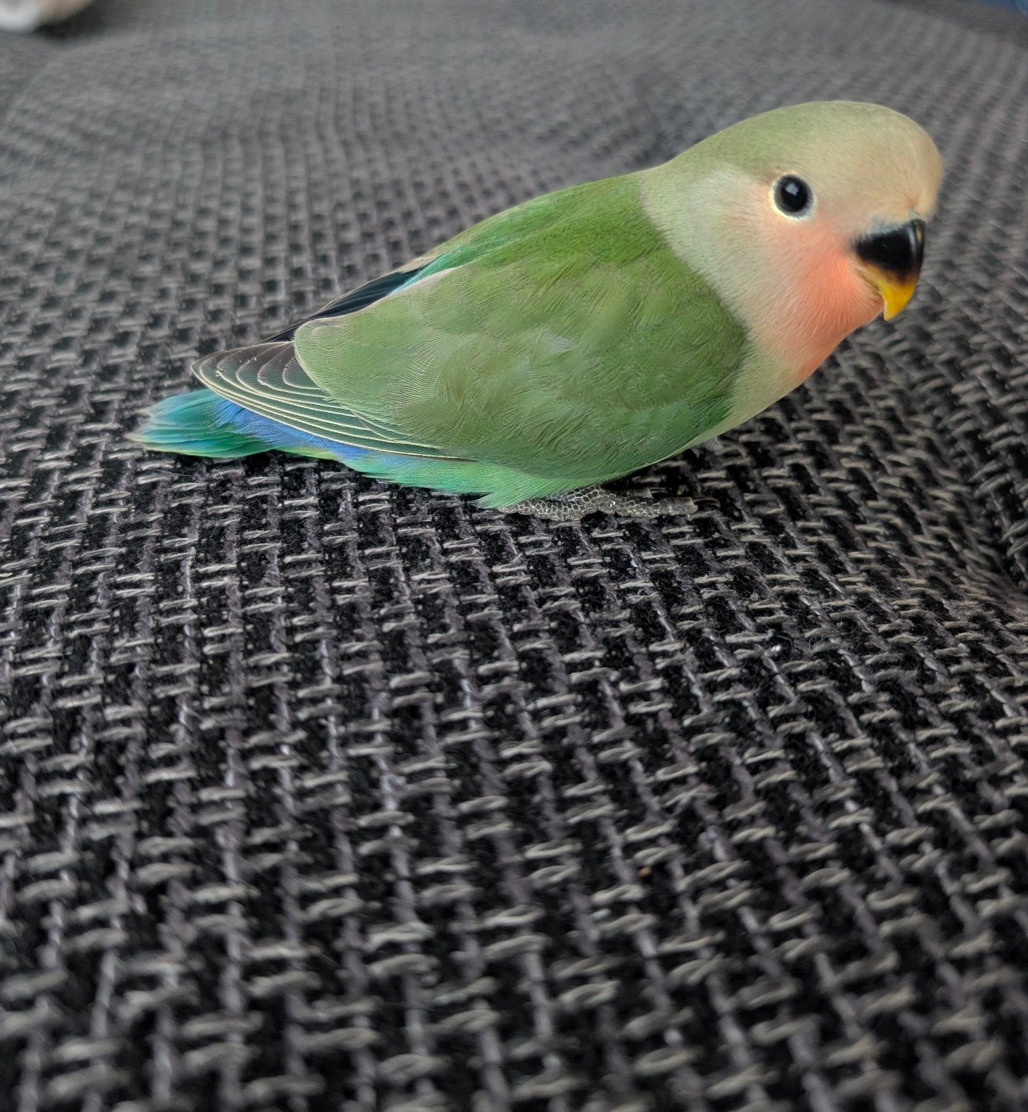 2 jonge agapornis te koop, Geslacht onbekend, Tam