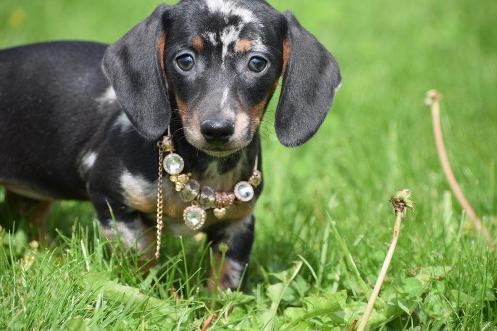 Teckel pups direct beschikbaar, Dieren en Toebehoren, Honden | Teckels en Dashonden, België, 8 tot 15 weken, Korthaar, Dwerg