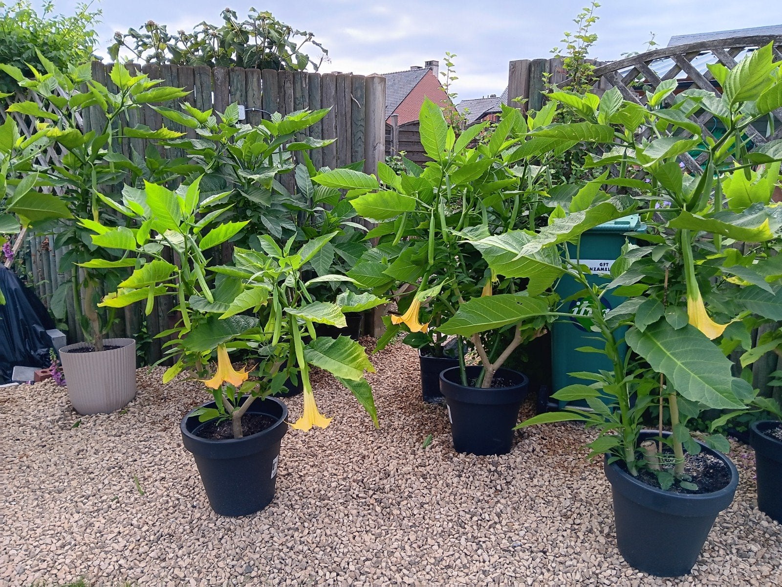 15 tal trompetplanten brugmansia van 80 tot 180 cm, Ophalen