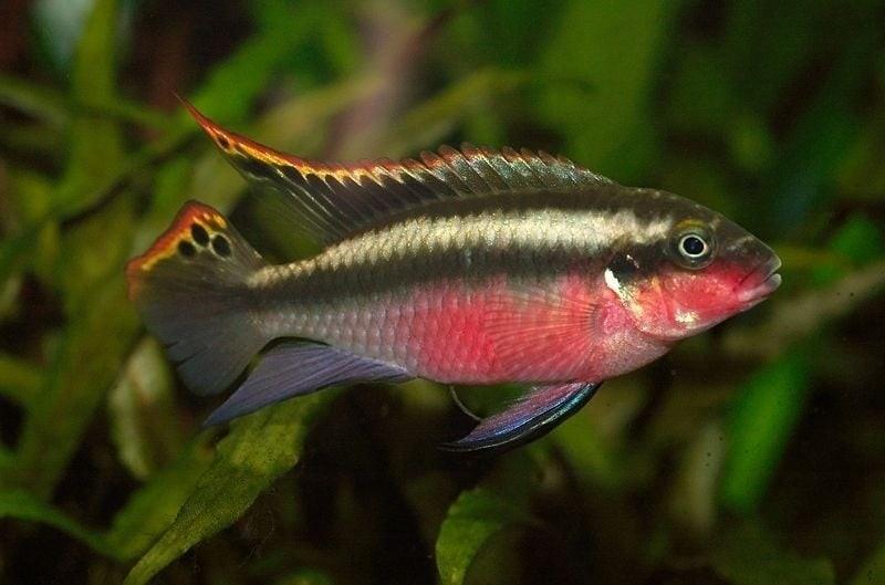 Kersebuiken (koppels), Dieren en Toebehoren, Vissen | Aquariumvissen, Vis, Zoetwatervis