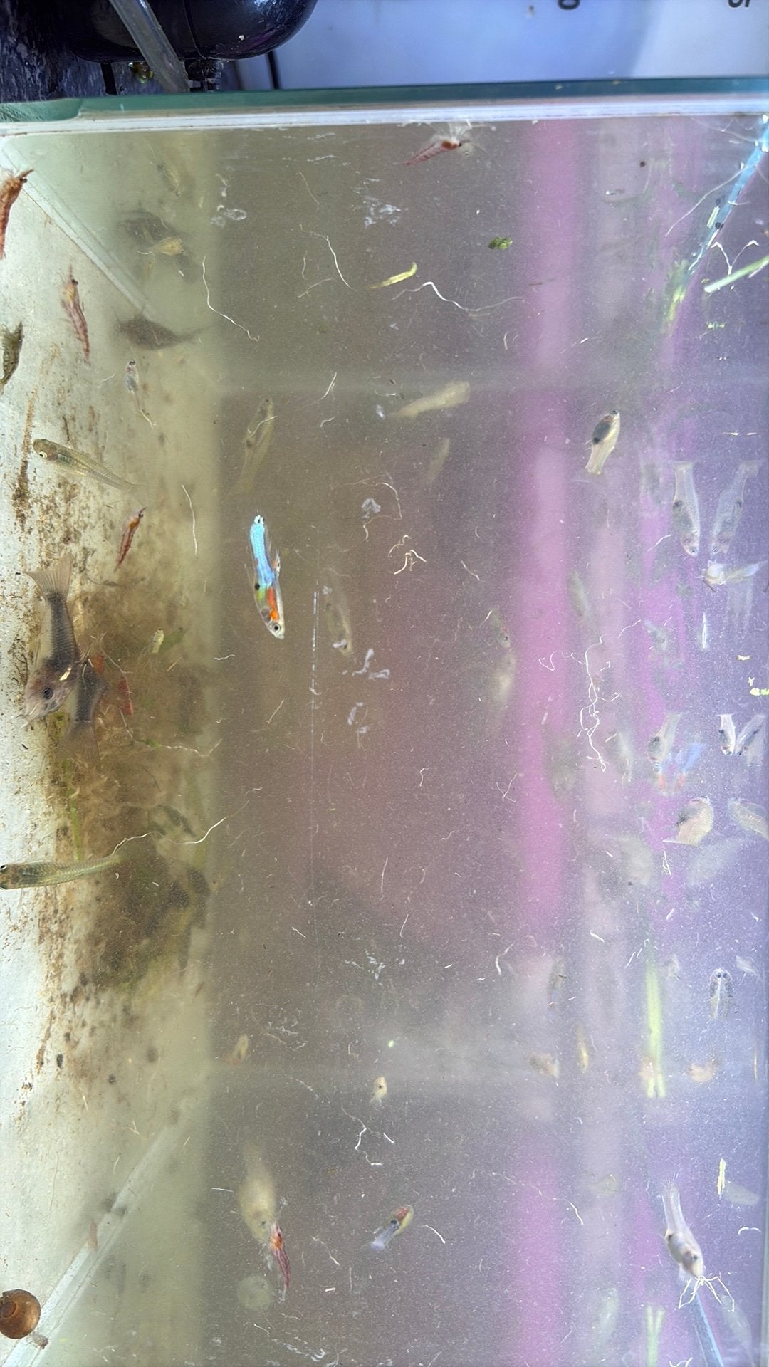 Endler guppy’s en corydoras, Animaux & Accessoires, Poisson d'eau douce, Banc de poissons