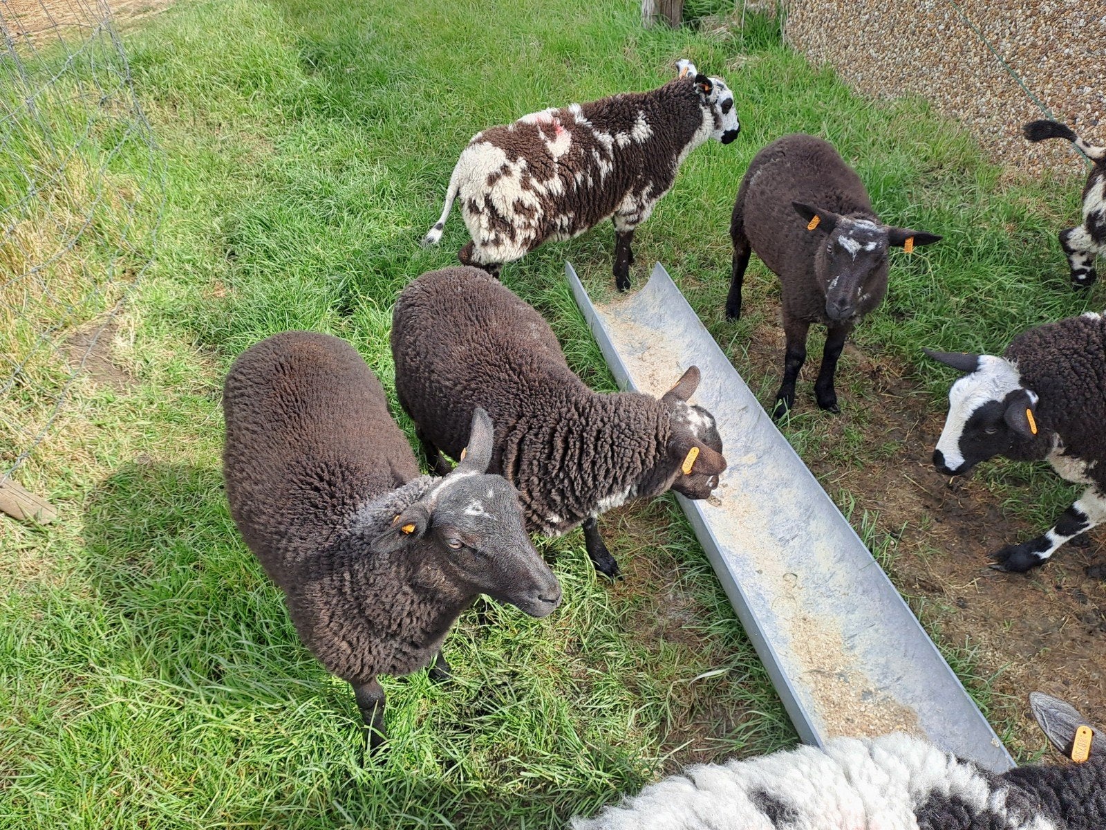 Mooie ooilammeren, Femelle, Mouton, 0 à 2 ans