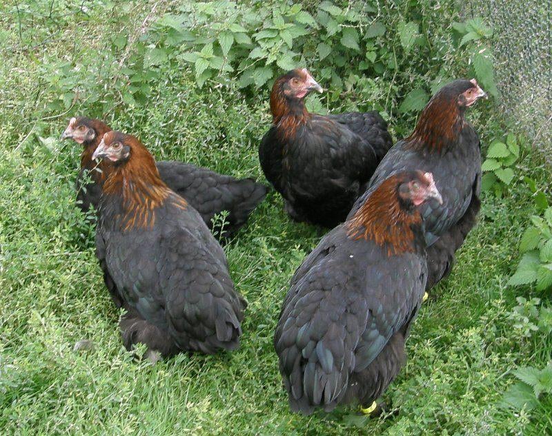 Kleurleggers Marans, Cream Legbar, Araucana en Eurocana, Kip