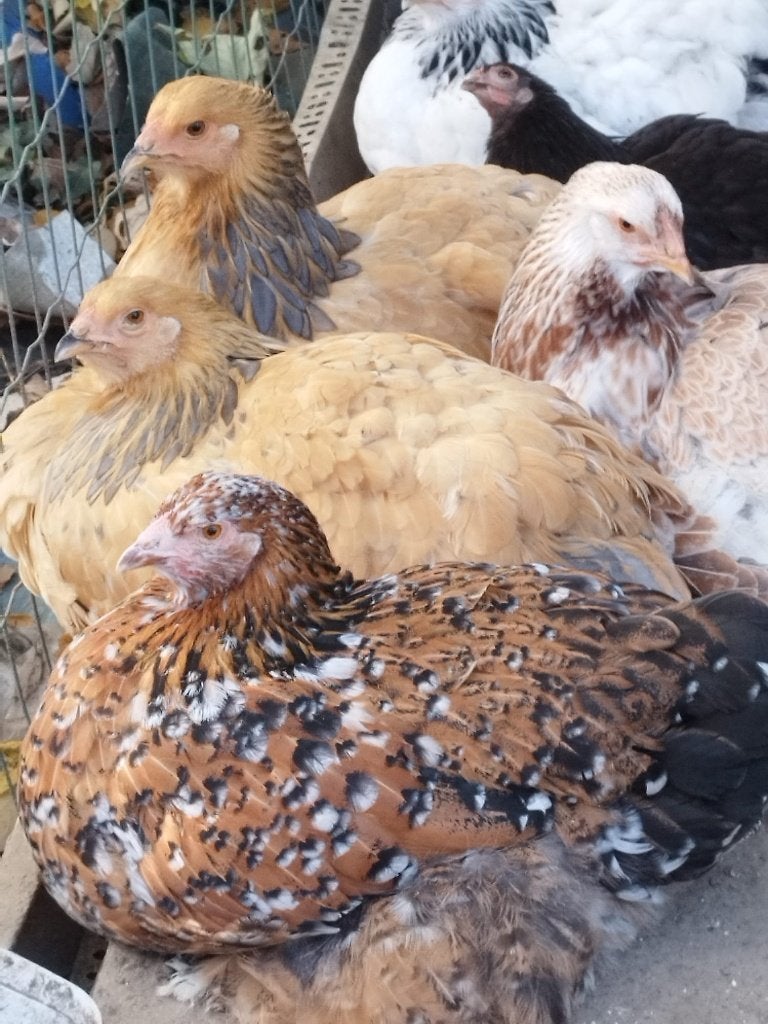 Brahmas à vendre, Dieren en Toebehoren, Overige Dieren, April, Vrouwelijk