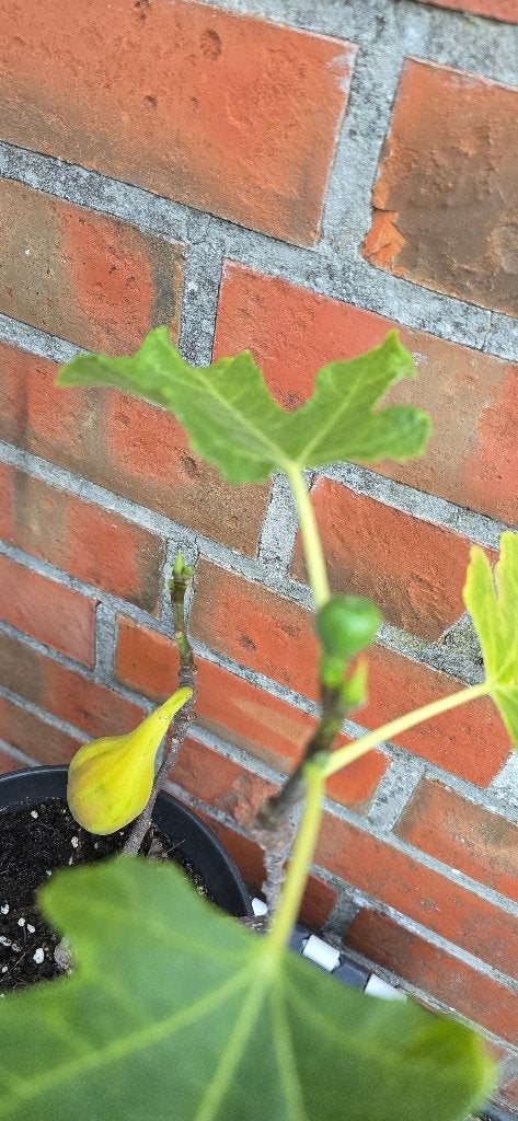 Vijgenboom 'BROWN TURKEY' vijgen boom Ficus Carica 1v4, Tuin en Terras, Planten | Fruitbomen, Vijgenboom, Volle zon, Lente, In pot