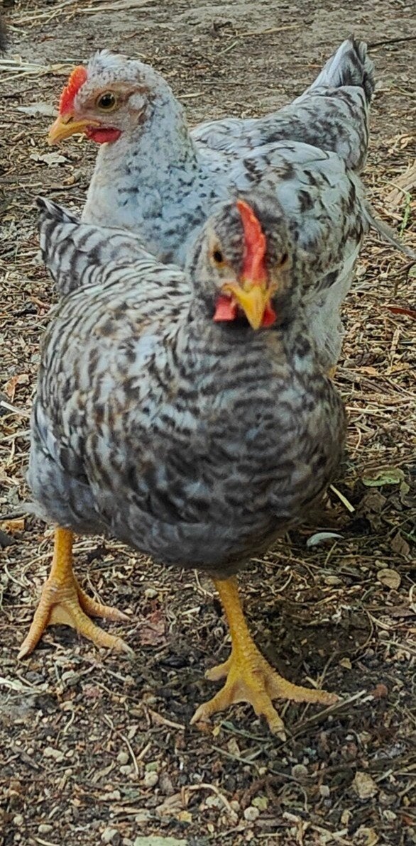 Cream Legbar hanen, Mâle, Poule ou poulet