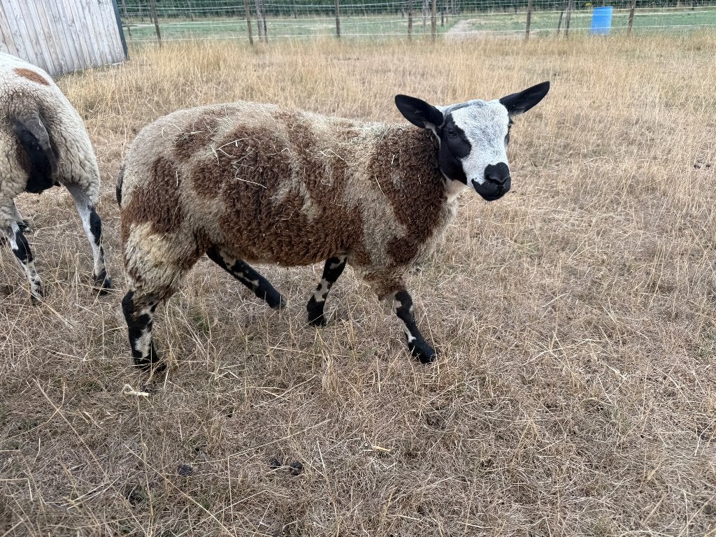 Drie dekrammen te koop, Mâle, Mouton, 0 à 2 ans