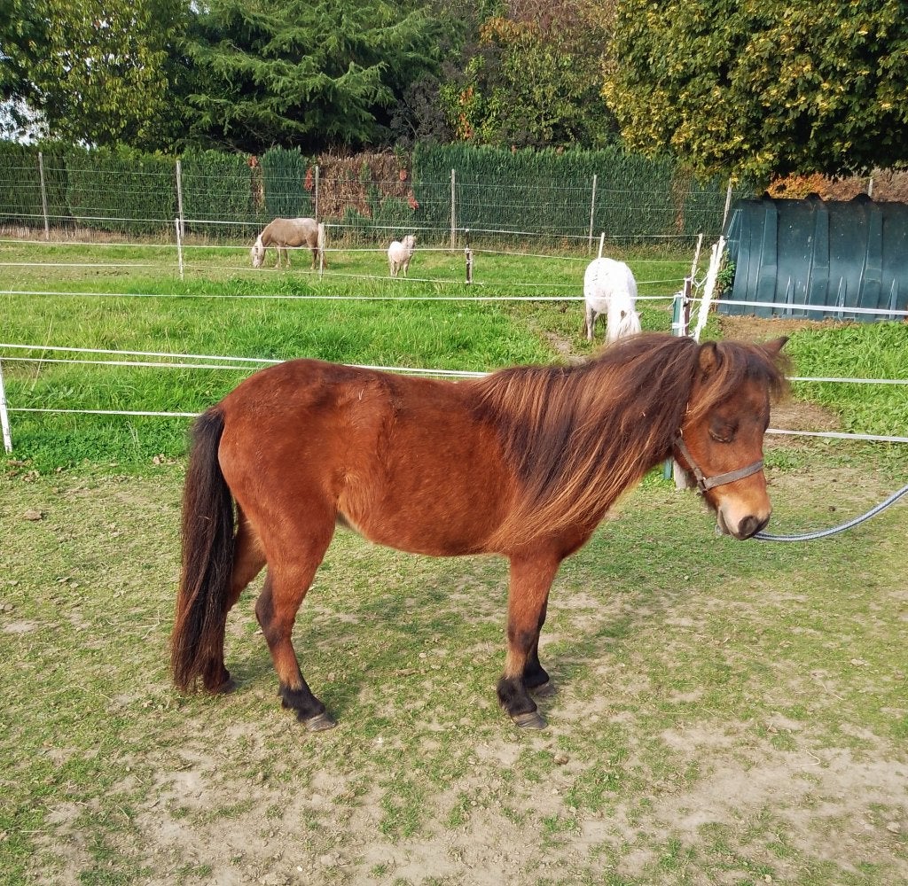 7 j AMHA merrie -3j Pinto merrie AMHA- Hengstje 60cm 1,5 jr, Plusieurs animaux, Avec pedigree, 3 à 6 ans