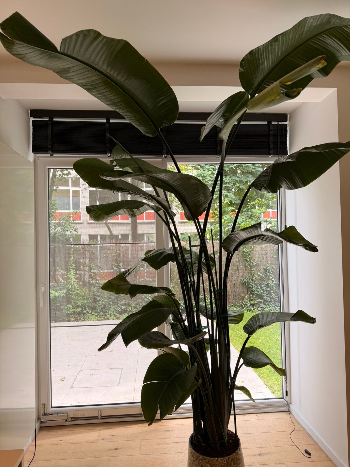 Strelitzia, Maison & Meubles, Plantes d'intérieur, Autres espèces, 200 cm ou plus, Plante verte, Ombre partielle, En pot, Enlèvement