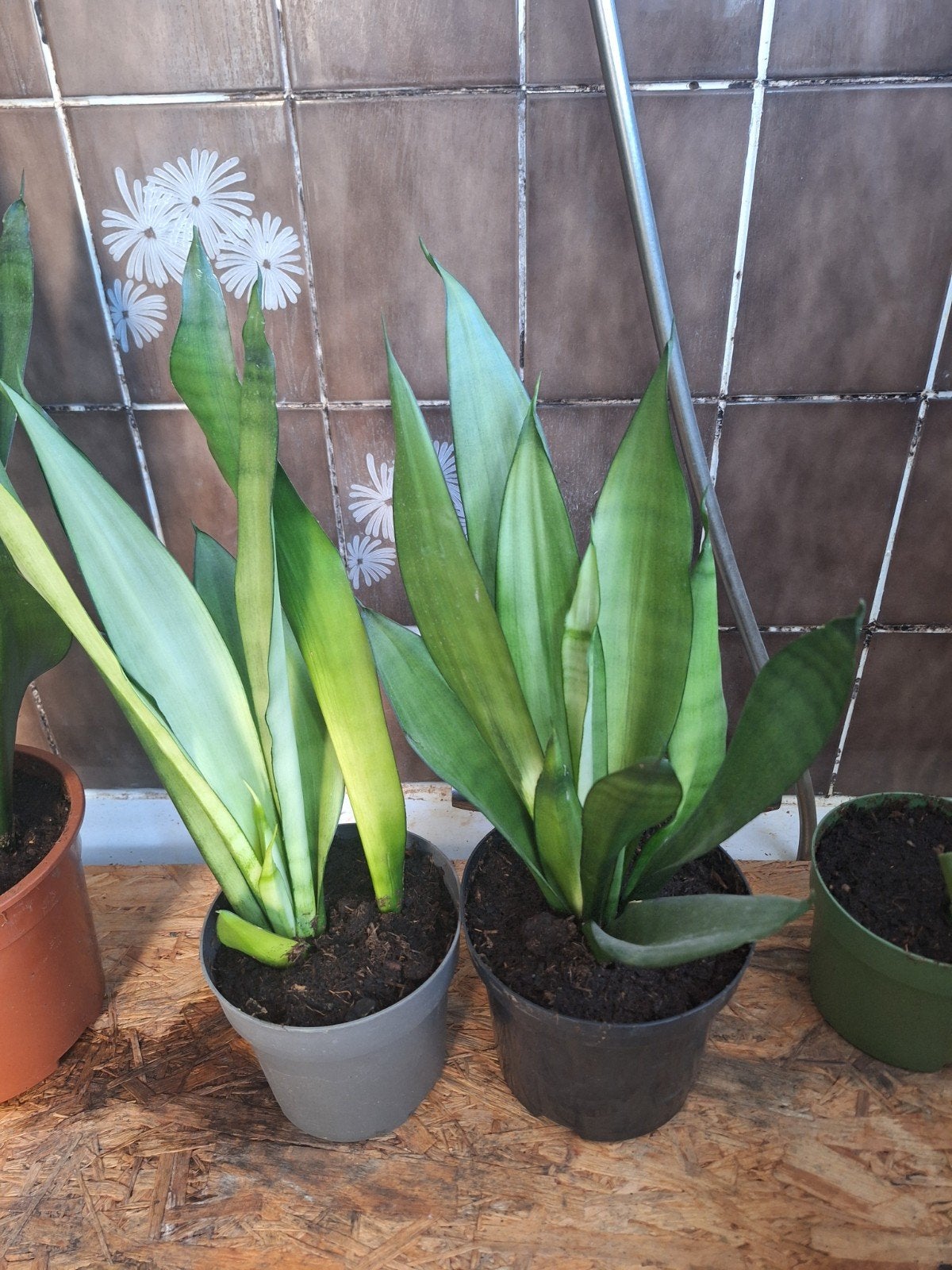 Sanseveria, Huis en Inrichting, Kamerplanten, Ophalen