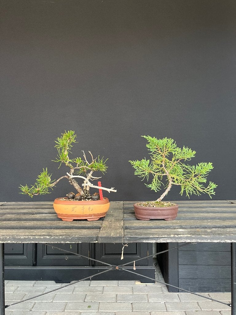 4 kleine bonsai starters, Enlèvement, En pot, Autres espèces