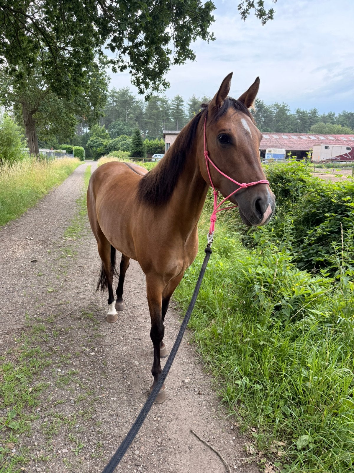 3 jarige APHA merrie buckskin, Dieren en Toebehoren, Paarden, Merrie, Minder dan 160 cm, Met stamboom, Niet van toepassing
