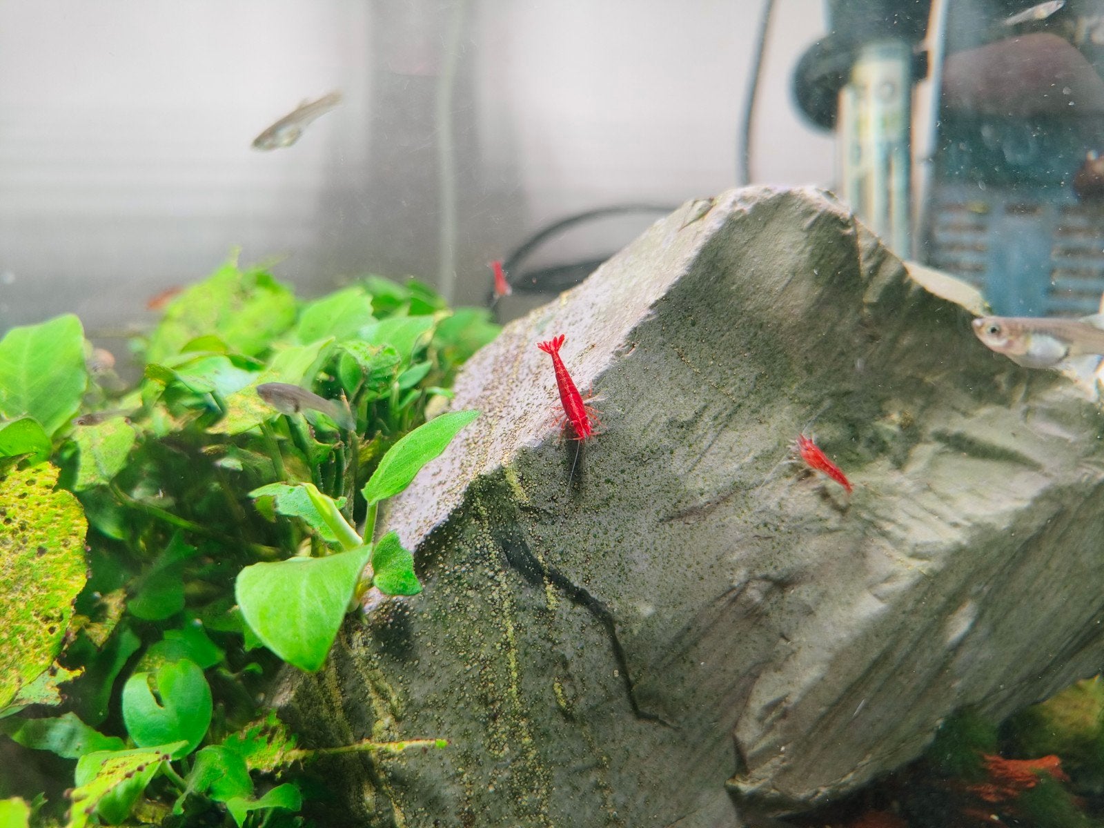 Red cherry garnalen, Dieren en Toebehoren