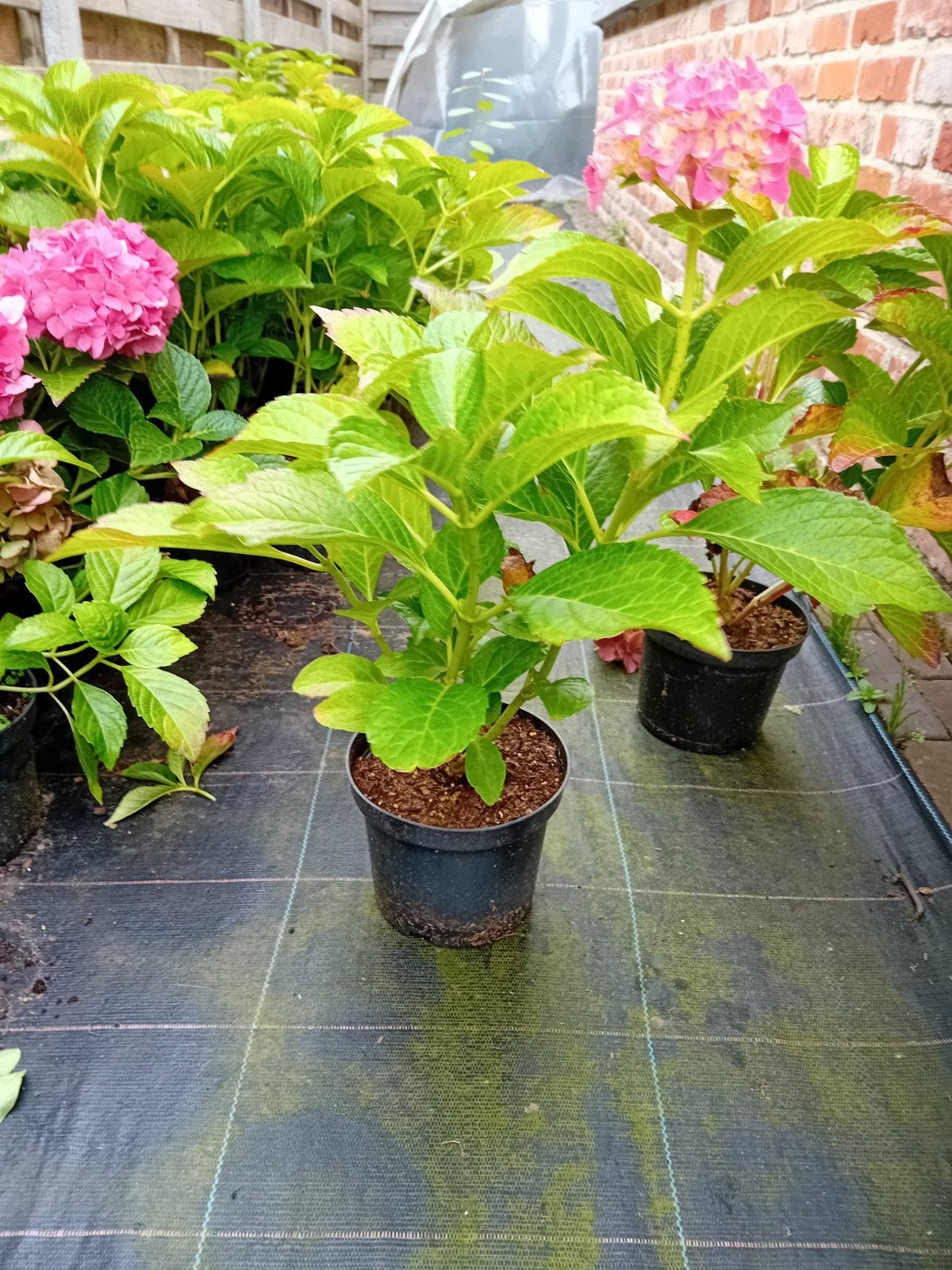 restpartij hortensia's, Ophalen