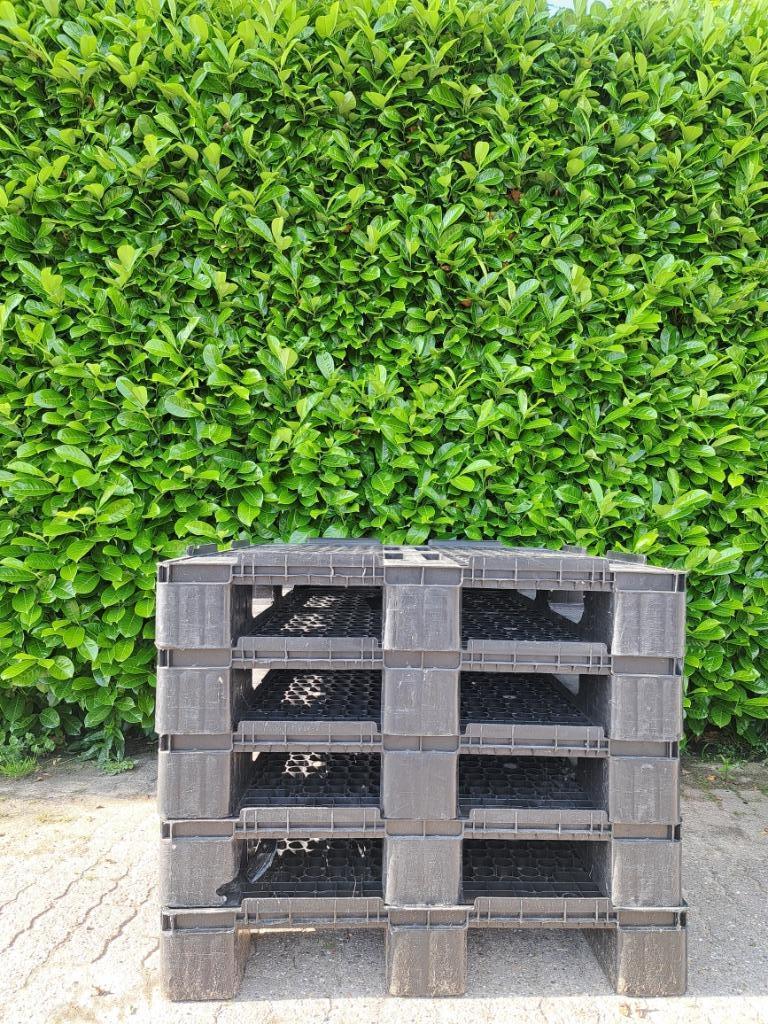 Te Koop: paletten, Doe-het-zelf en Bouw, Ophalen, Gebruikt