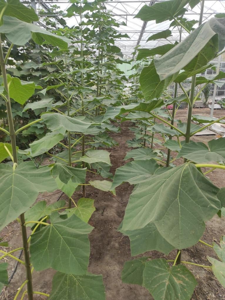 Paulownia tomentosa Kiri, Tuin en Terras, Ophalen