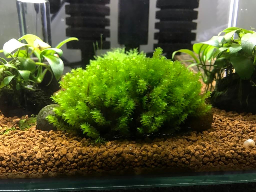 Distichopehyllum SP. Rare  mos, Zo goed als nieuw, Plant(en), Steen of Hout
