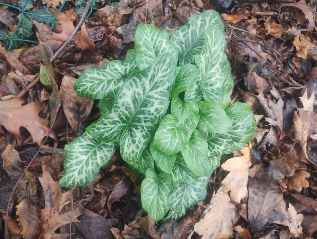 arum italicum (italiaanse aronskelk), Tuin en Terras, Planten | Tuinplanten, Ophalen, Lente, Vaste plant, Overige soorten