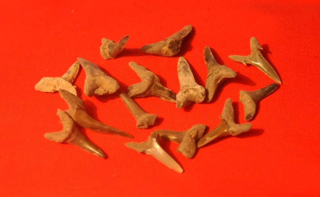 archéologie dents de requin fossiles (lot 1), Enlèvement ou Envoi, Autres types