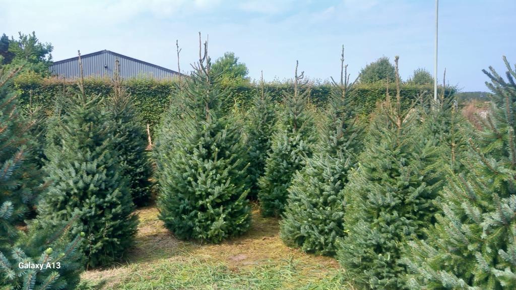 Portugese laurier en andere groenblijvende hagen, Tuin en Terras, Ophalen, Laurier, Haag