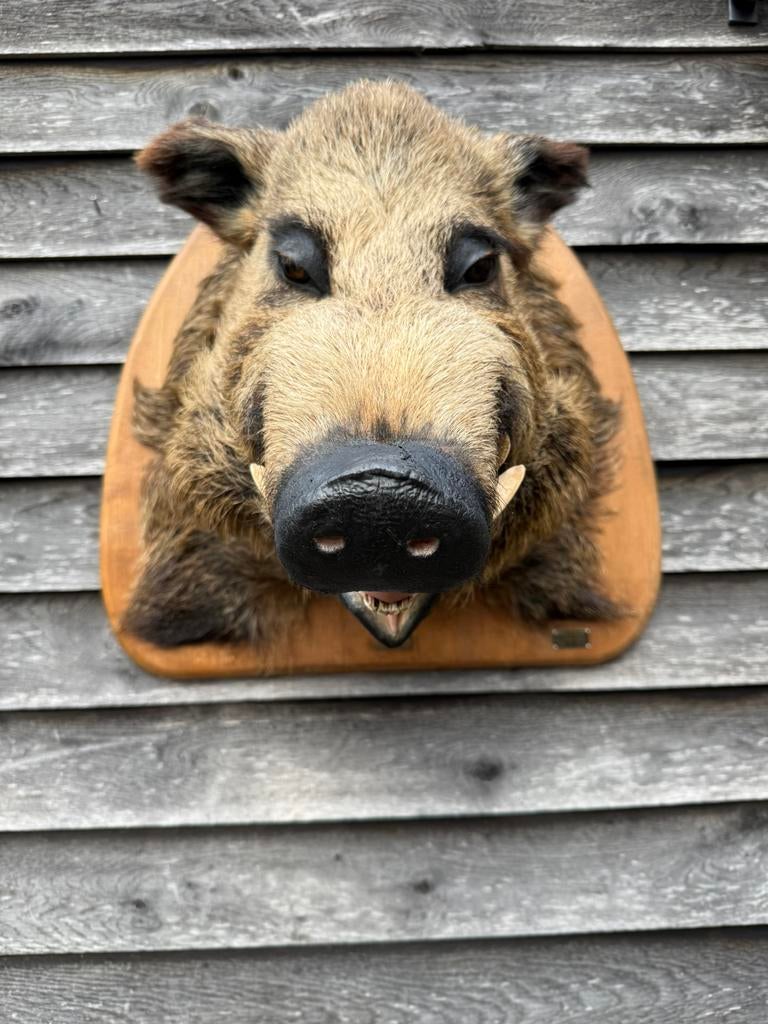 Super grosse tête de sanglier, en bel état ! ! !, Enlèvement, Utilisé, Animal sauvage, Animal empaillé