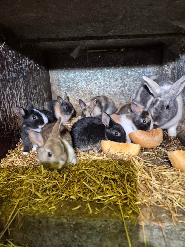 Jonge dwergkonijnen en Nederlandse hangoor, Dieren en Toebehoren, Konijnen, Klein, Hangoor
