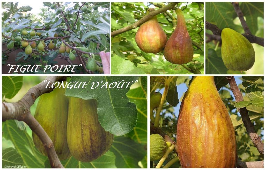 FIGUIERS entre autre LONGUE D'AOÛT 1,5++ MÈTRE en pot, 15€/, Enlèvement ou Envoi, Plante fixe, Plantes fruitières, Plein soleil
