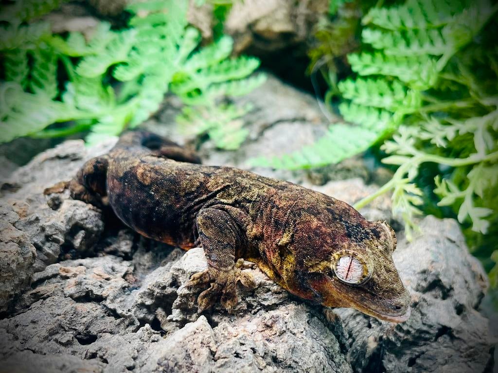Chahoua mainland (poss) female