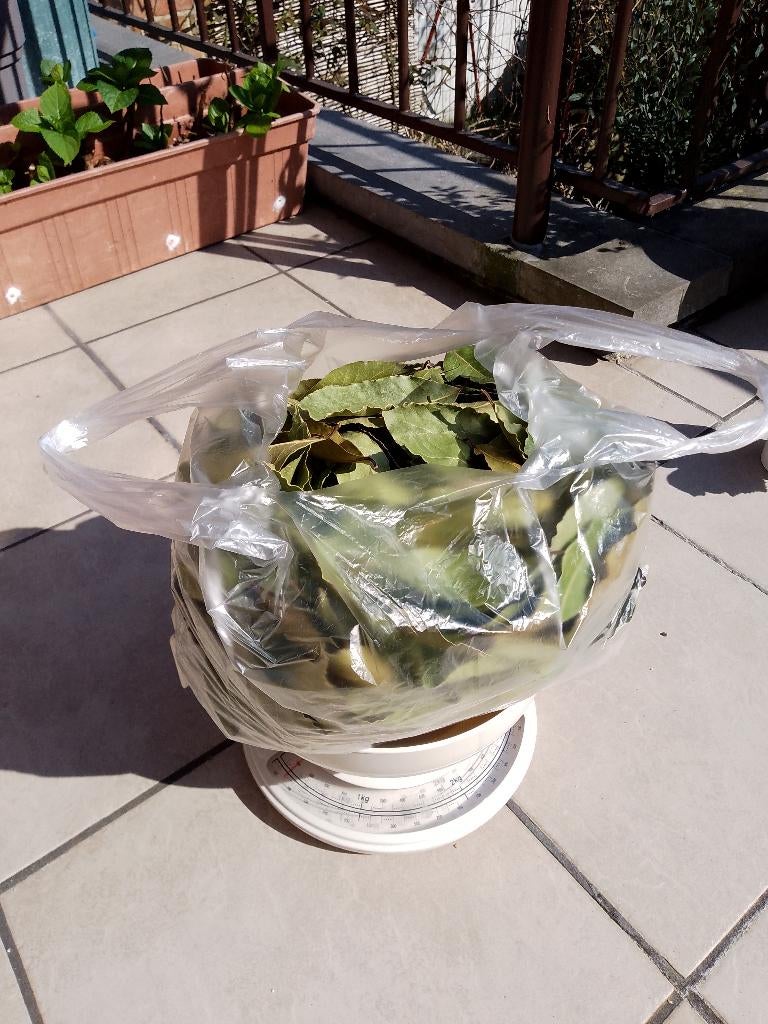 lot de +/- 150 gr feuilles de laurier sauce séchées, Divers, Produits alimentaires, Enlèvement ou Envoi