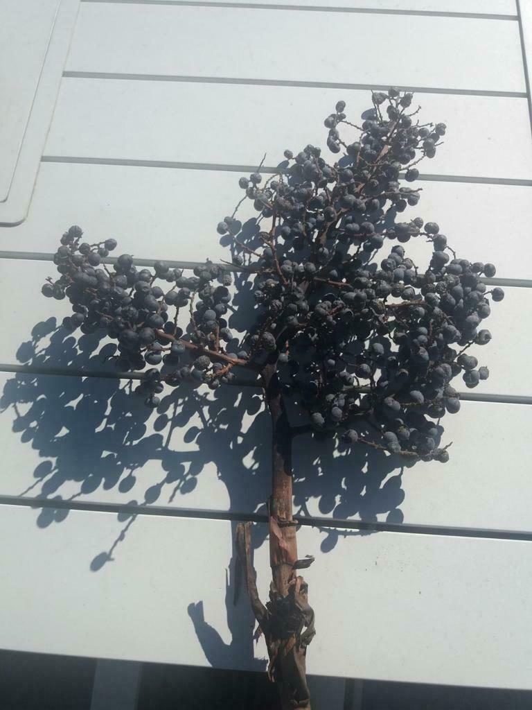 Verse zaden winterharde palmboom Trachycarpus Fortunei, Ophalen of Verzenden, Voorjaar, Zaad
