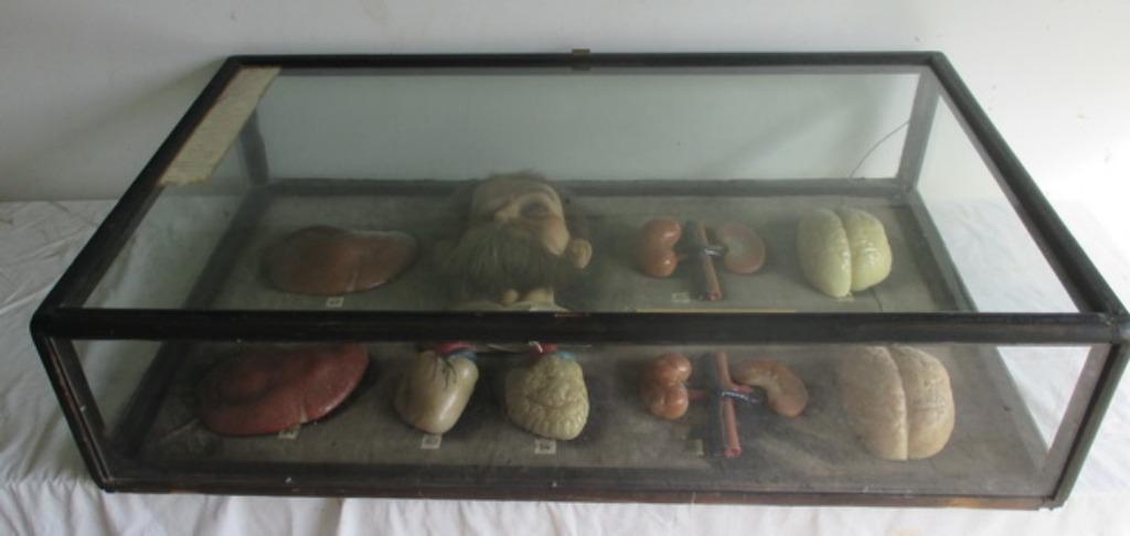 unique : vitrine de musée avec cire, tête et orgues, ivrogne, Antiquités & Art, Curiosités & Brocante, Enlèvement