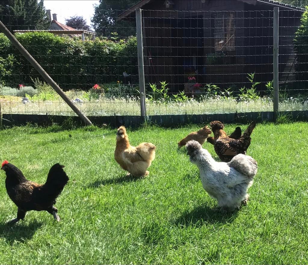 Sierkippen, Dieren en Toebehoren, Pluimvee