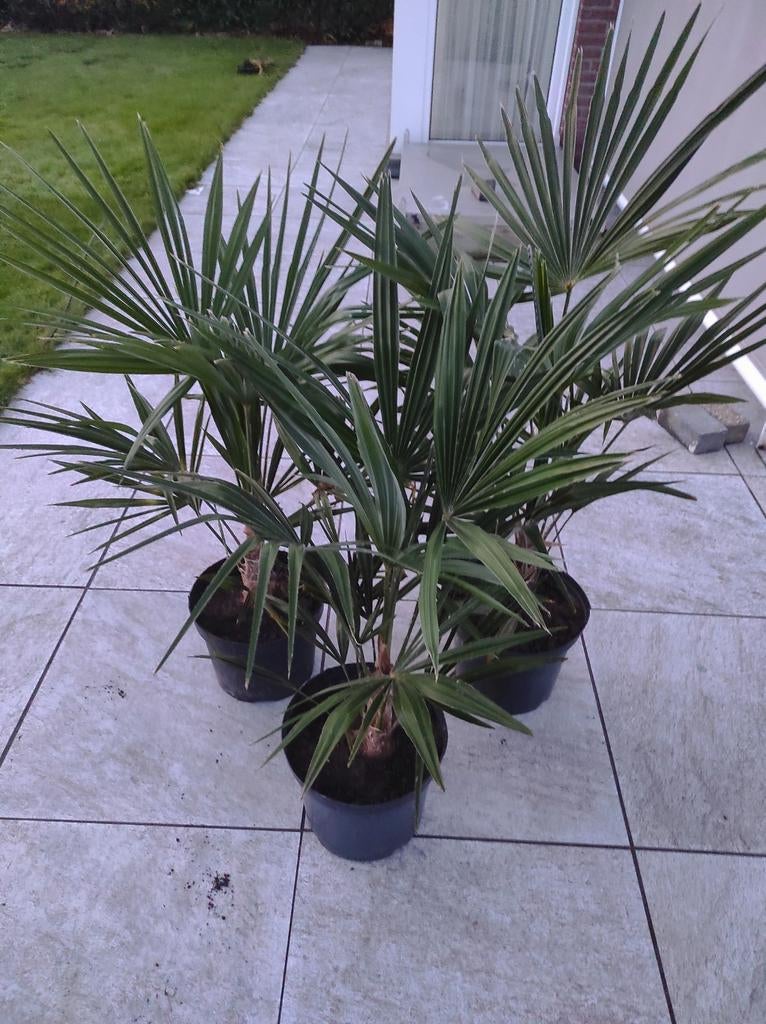 Trachycarpus fortunei (waaierpalm), Ophalen of Verzenden