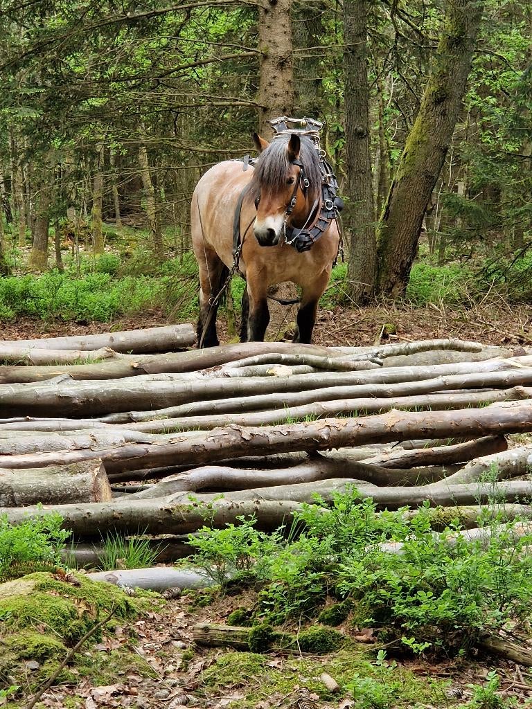 Bois de chauffage, Ophalen of Verzenden, Nieuw