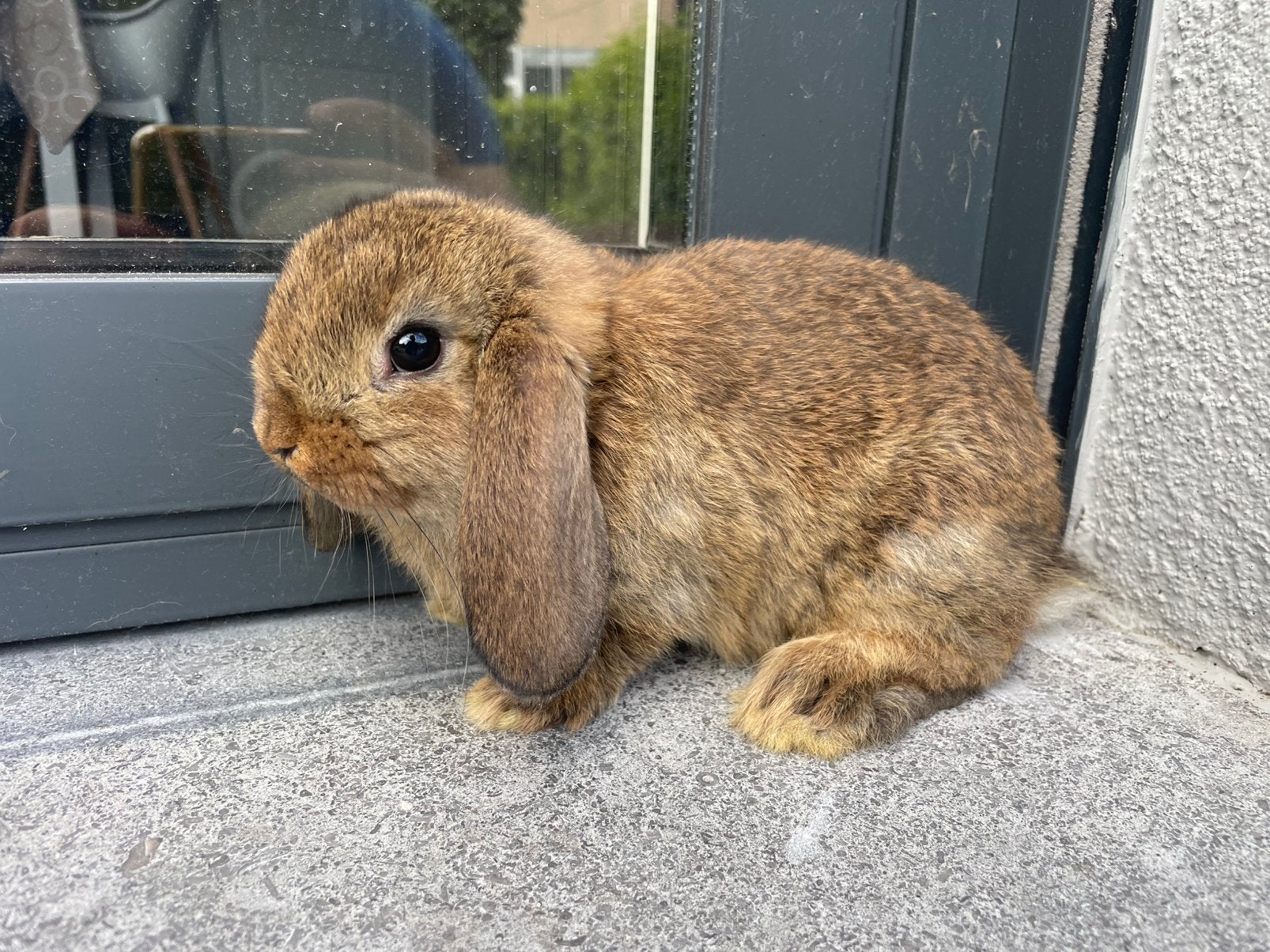 Jong minilop konijntje, Dieren en Toebehoren, Konijnen