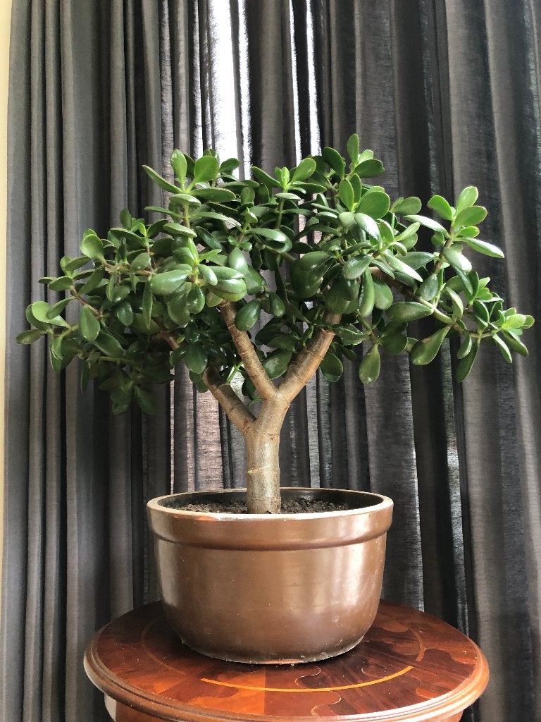 kamerplant vetplant met pot, Ophalen, Vetplant, In pot, Minder dan 100 cm