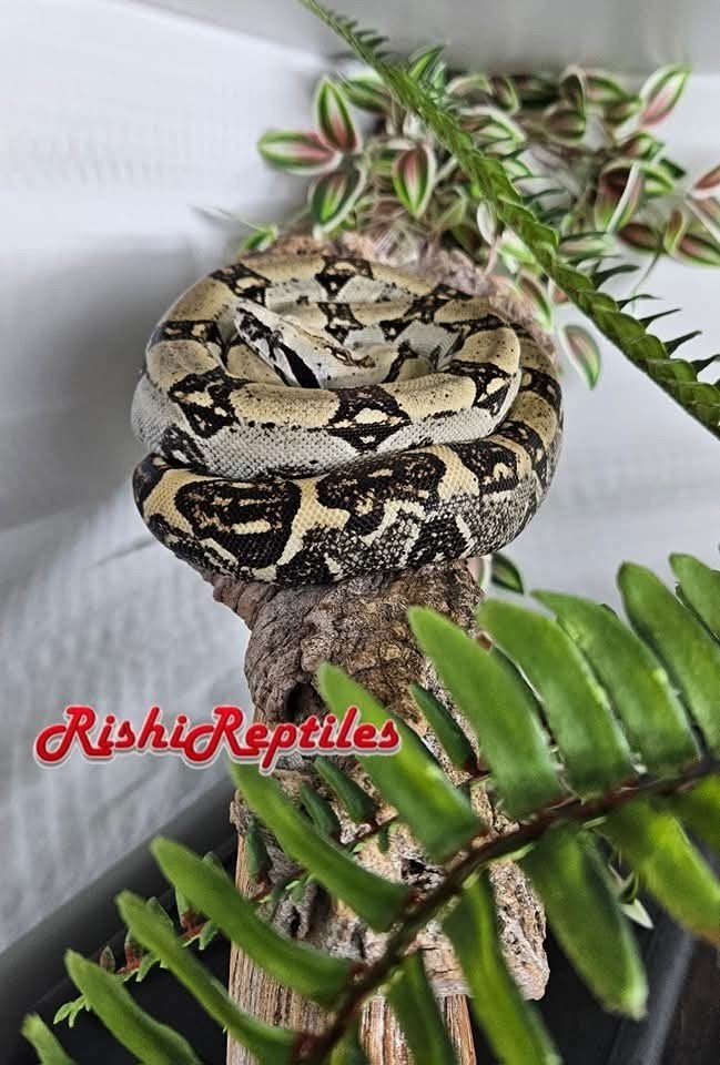 1.1 Boa Constrictor Longicauda Meltzer line, Ophalen