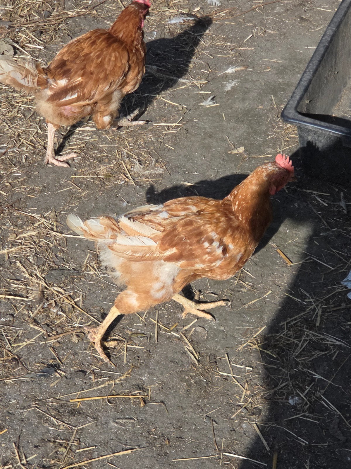 poules pondeuse bien lire l annonce, Animaux & Accessoires