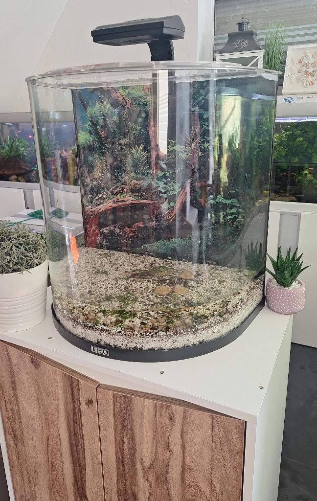 Zeer mooie halfmoon tetra aquarium  60l, Animaux & Accessoires, Enlèvement, Tetra