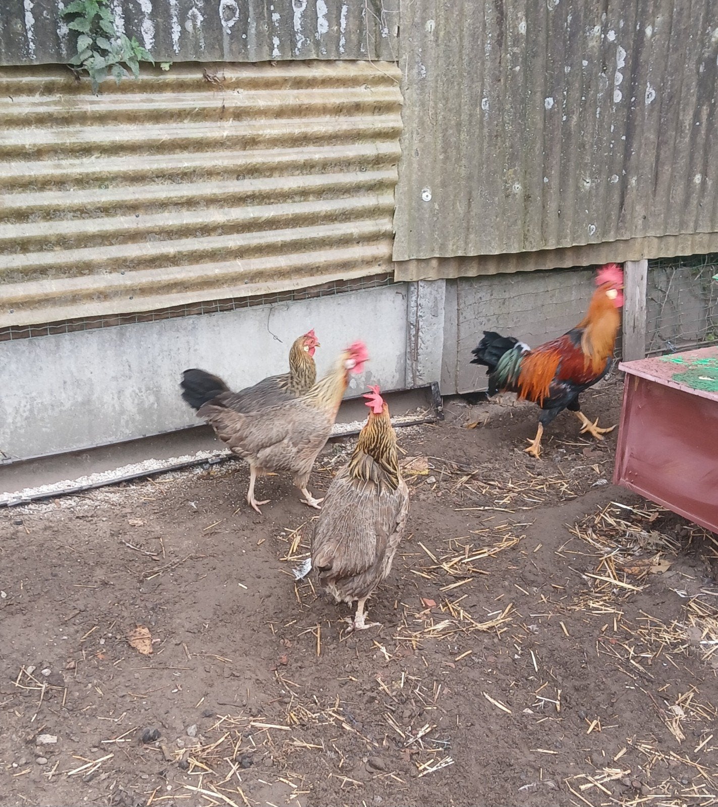 leghorn patrijs 3 henen + 1 haan 50€, Dieren en Toebehoren
