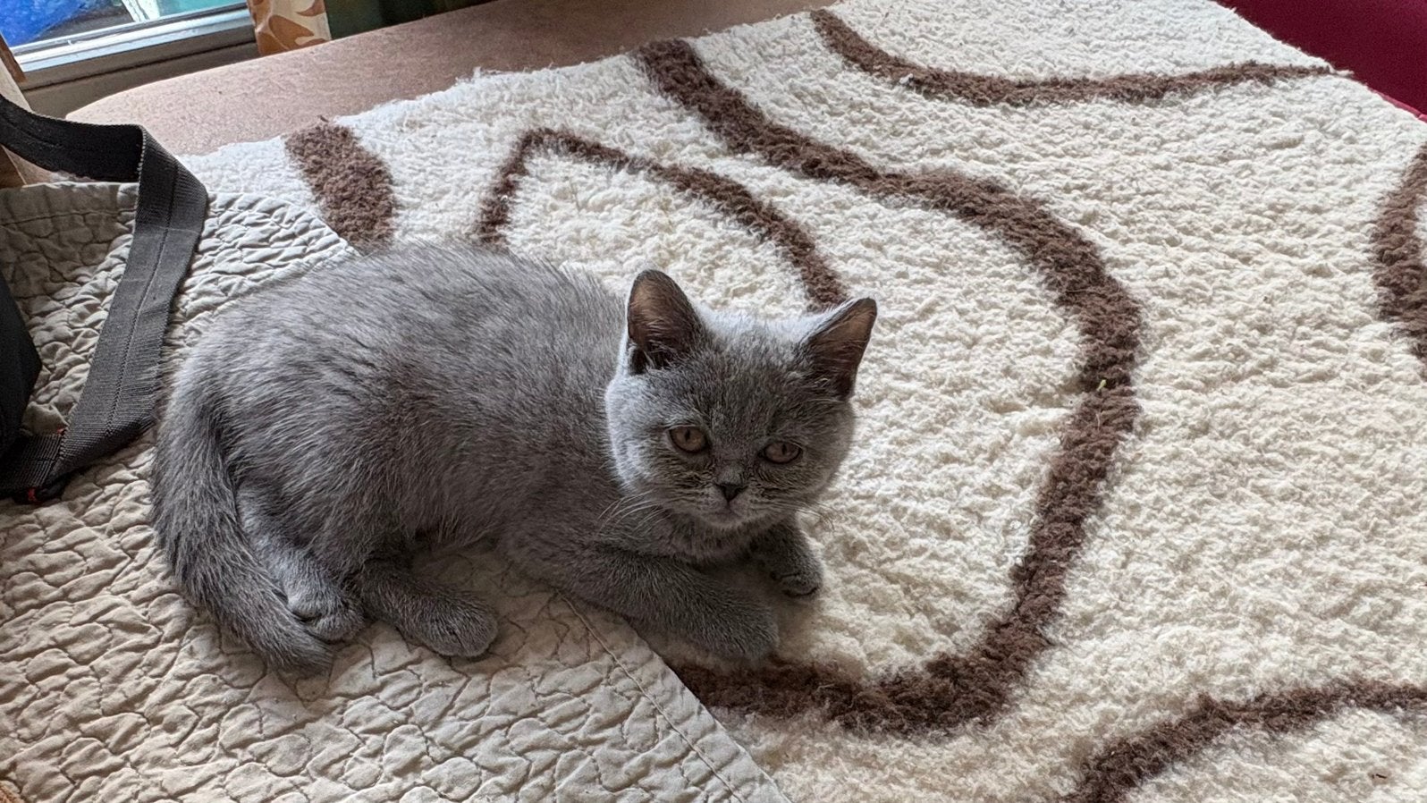 Brits korthaar kitten, Meerdere dieren, Met stamboom, 0 tot 2 jaar