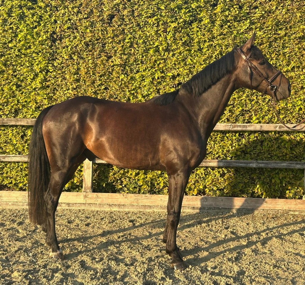 4 Springpaarden, Dieren en Toebehoren, Meerdere dieren, Niet van toepassing, Springpaard, Met stamboom