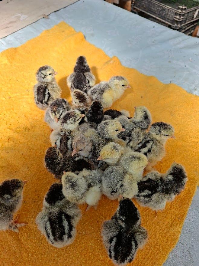 Poussins Brahma ourlés argenté/noir, Animaux & Accessoires, Sexe inconnu, Poule ou poulet