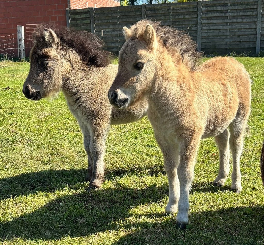 Veulens, Animaux & Accessoires, Avec pedigree, Poney de récréation, Poney A (jusqu'à 1.17 m), 0 à 2 ans